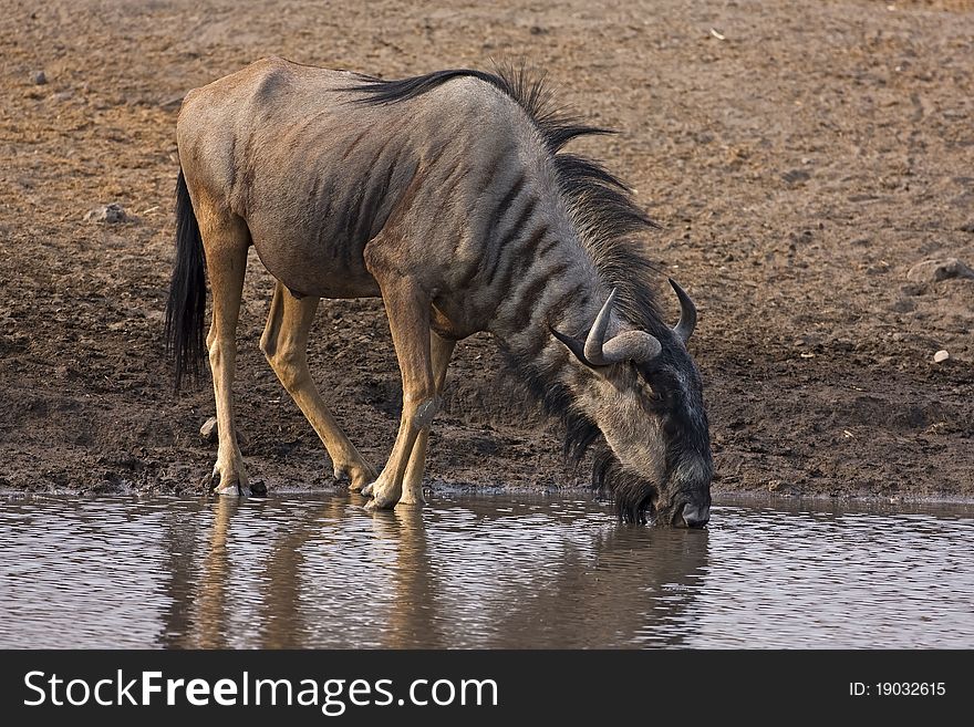 Wildebeest Drinking