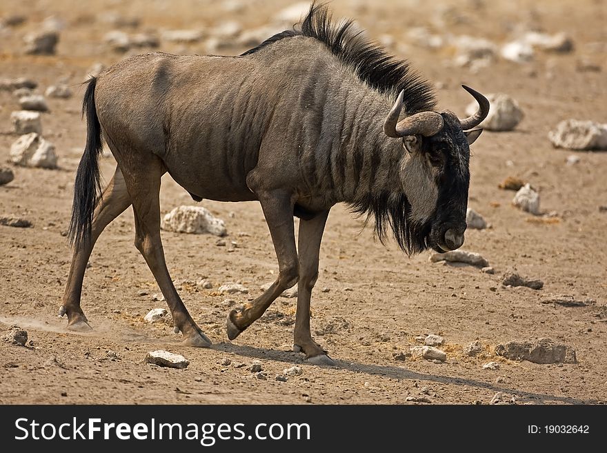 Wildebeest Walking In Rocky Field