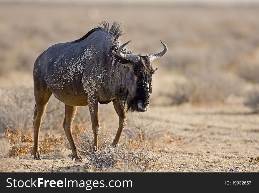 Wildebeest walking in dry field; Connochaetes taurinus