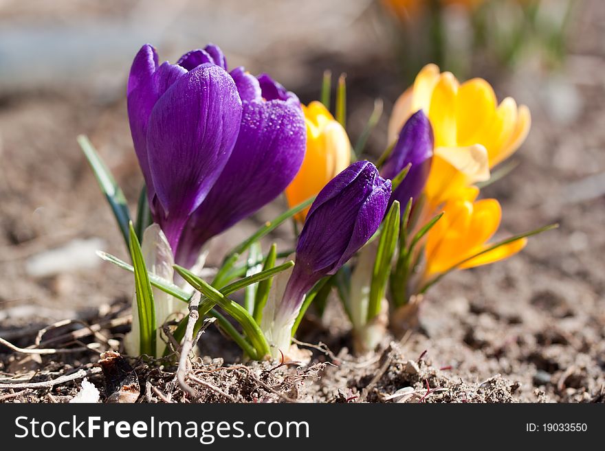 Crocuses Macro