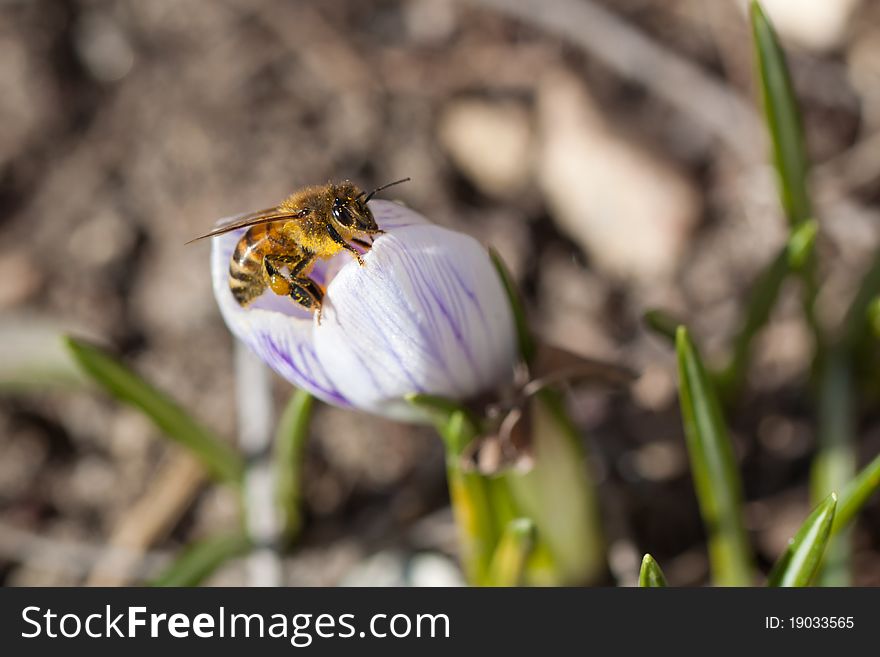 Bee Collecting Pollen