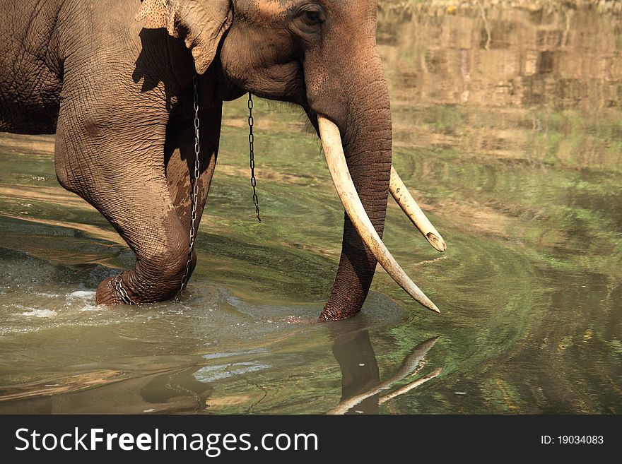 Asia elephant at chiangmai,Thailand