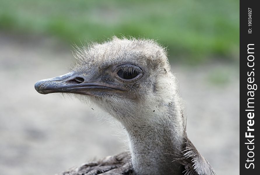 Head and neck of an ostrich with tousled feathers. Head and neck of an ostrich with tousled feathers