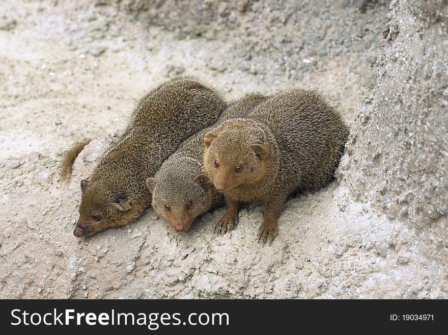 Three dwarf mongooses sitting on a rock