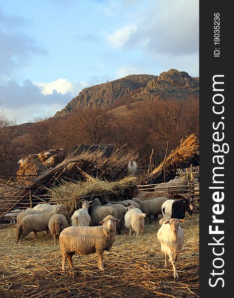 Sheep on field in spring at sunset