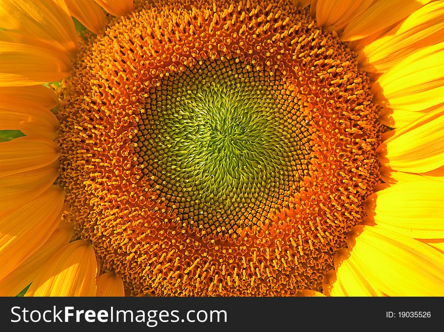 Close-up photo of the Sunflower head