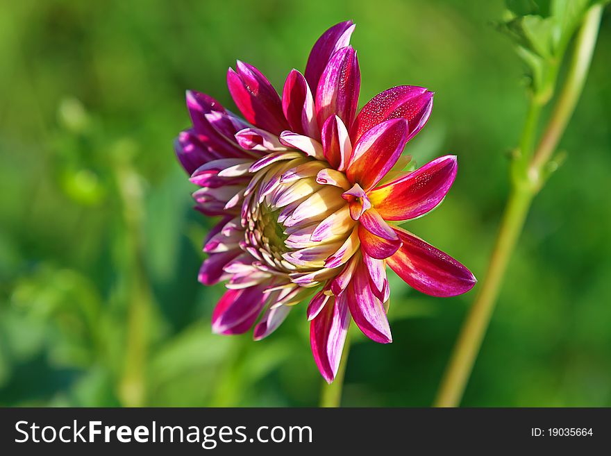 Colorful dahlia flower with morning dew drops