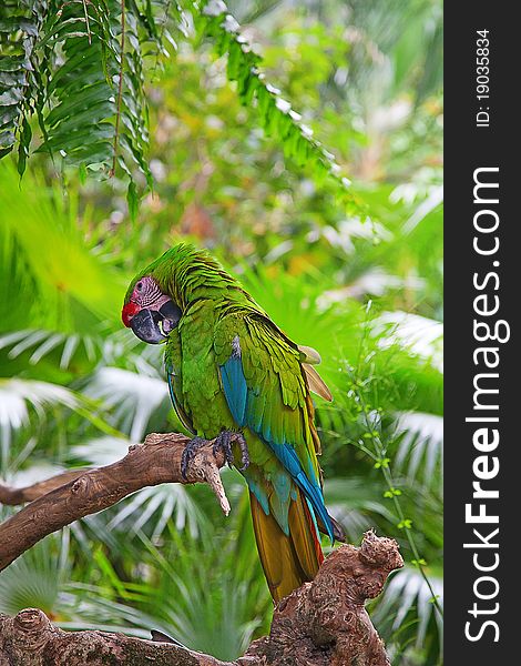 A green ara parrot in the jungle