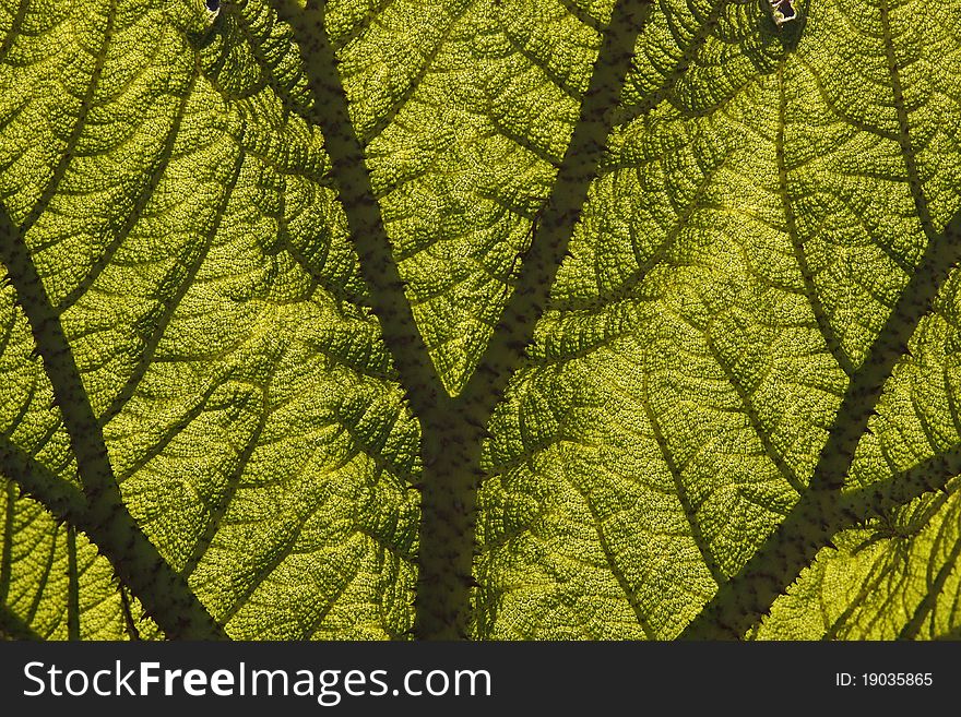 Leaf of a Giant Rhubarb (Gunnera manicata)