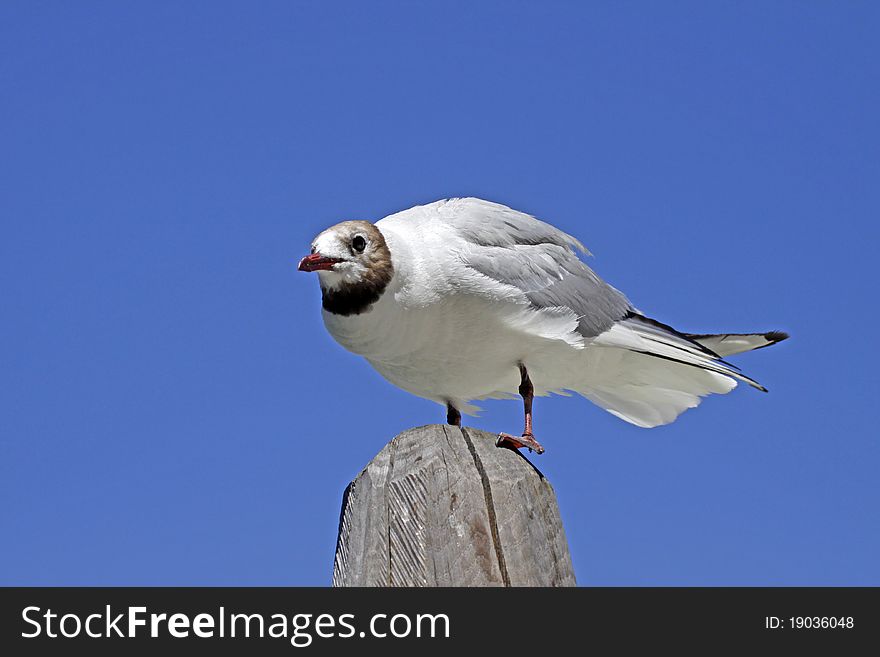 Larus ridibundus - Black-headed gull