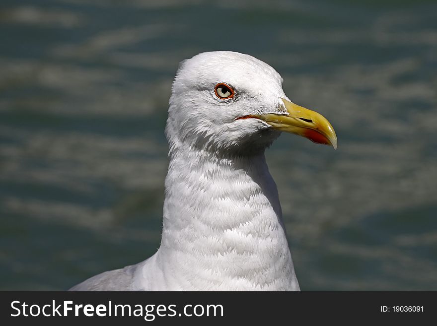 Yellow-legged gull (Larus michahellis) from Venice, Europe