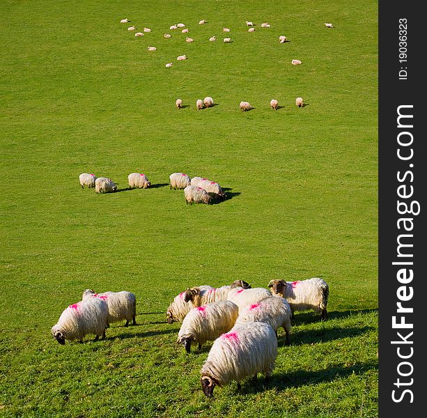 Goats and sheep grazing in a meadow. Goats and sheep grazing in a meadow