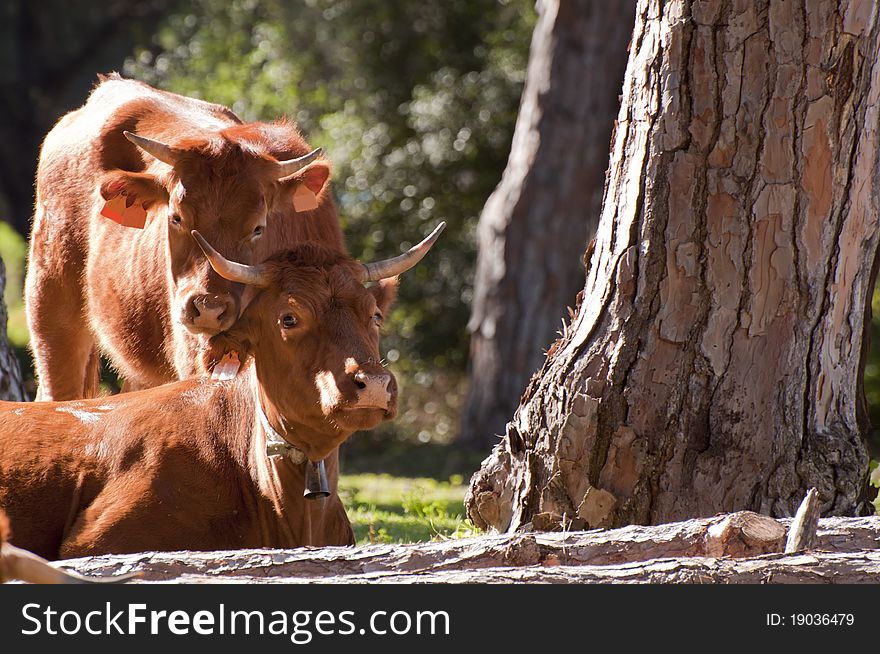 A pair of Spanish Cows relaxing in the sunshine in southern Spain. A pair of Spanish Cows relaxing in the sunshine in southern Spain