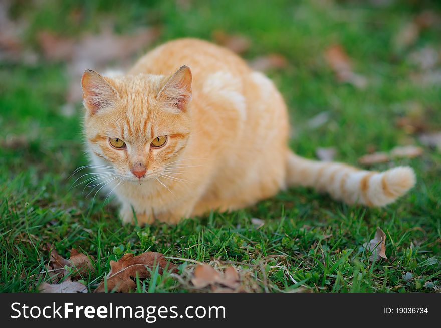 Yellow young cat stalking on green background faced towards the camera.