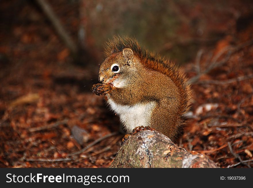 Cute squirrel eating a snack. Cute squirrel eating a snack