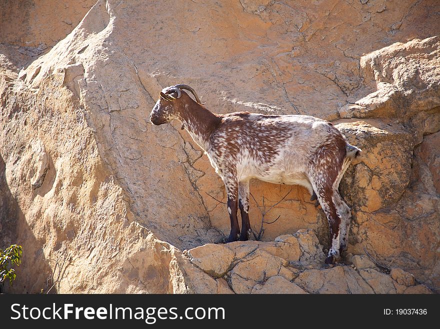 Side Of Goat On Rock