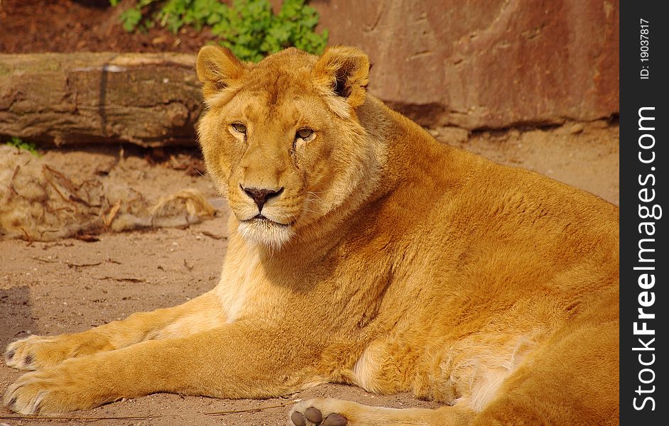 Lion Female Is Lying In Rest In Heidelberg Zoo