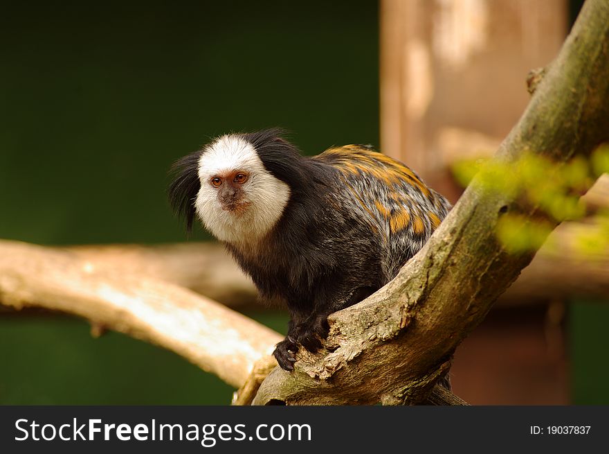 White-fronted Marmoset at Heidelberg's zoo, Germany