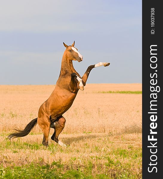 Bay akhal-teke horse stallion rearing on the field. Bay akhal-teke horse stallion rearing on the field