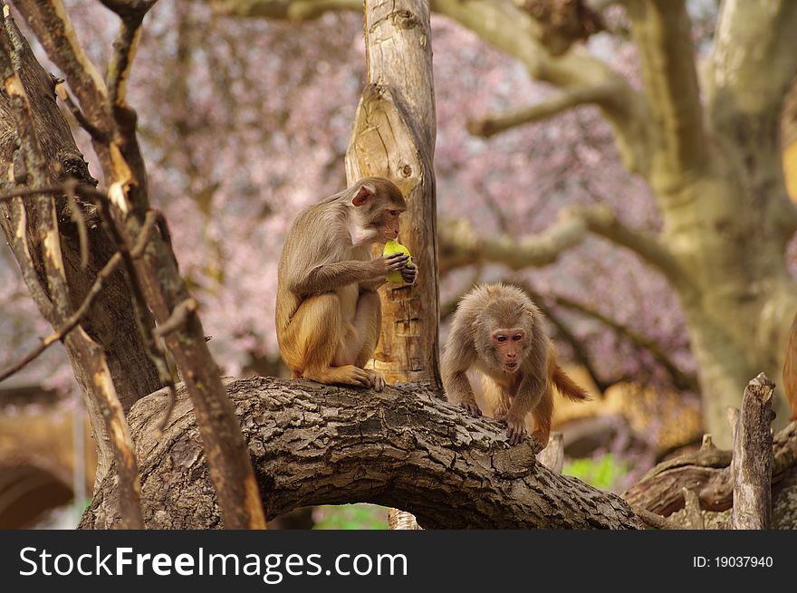 Rhesus Monkeys At Heidelberg Zoo, Germany