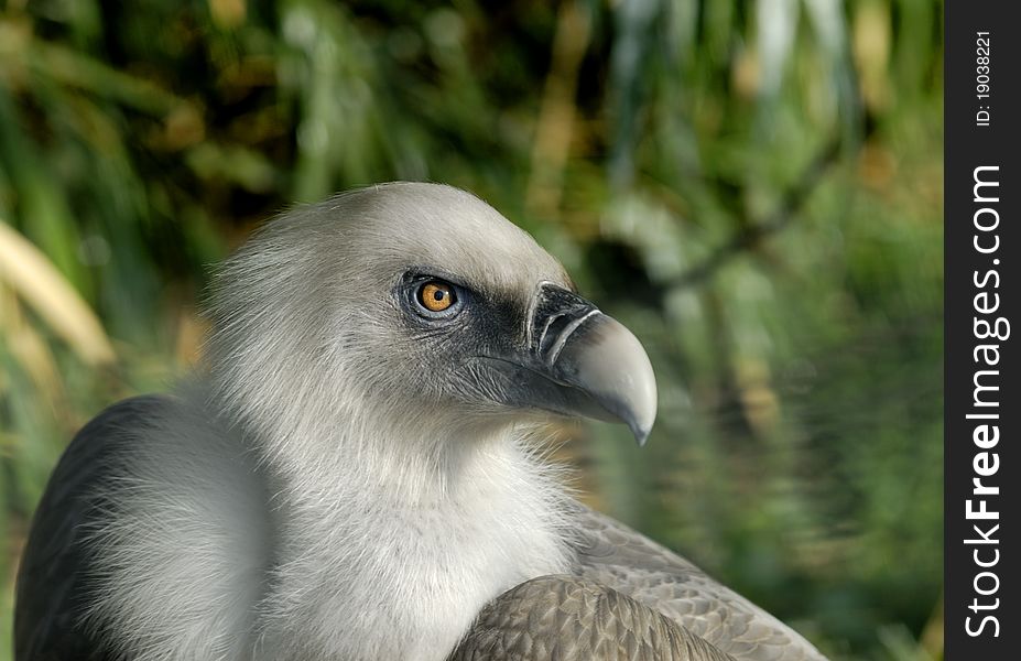 Portrait of Vulture, blurry background