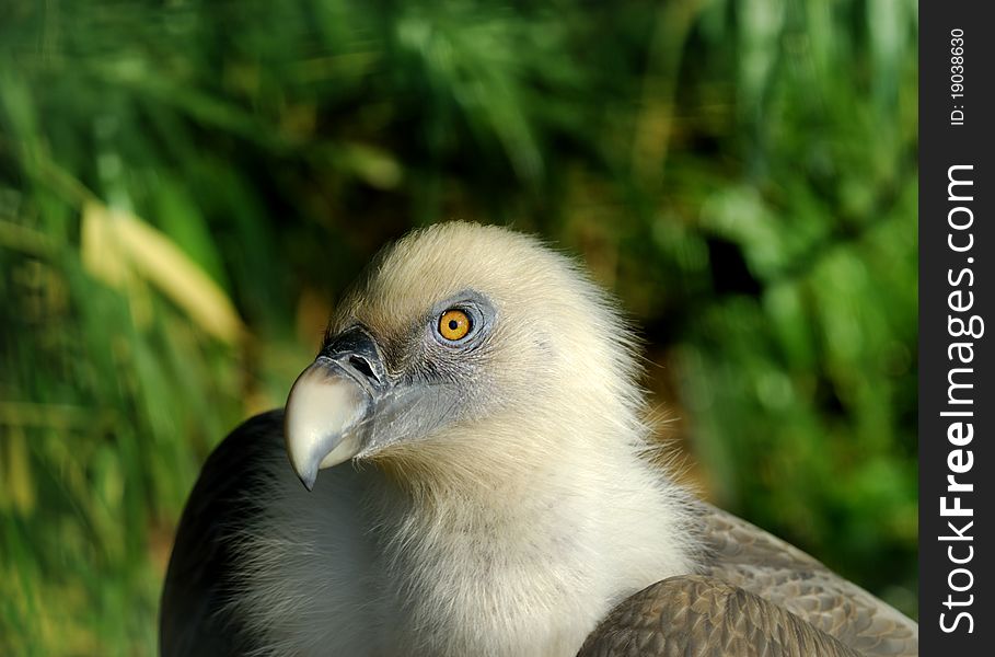 Portrait of Vulture, blurry background. Portrait of Vulture, blurry background