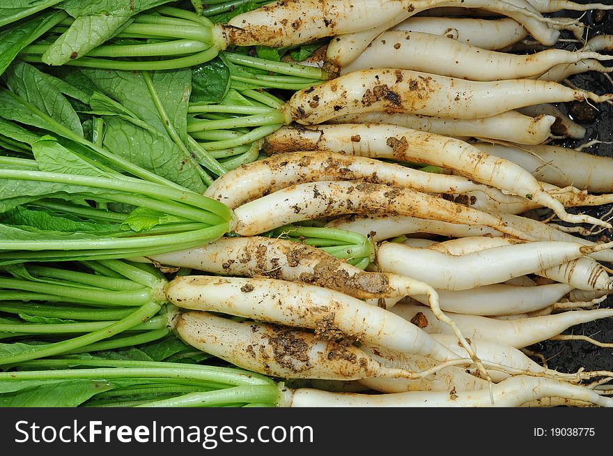 Freshly Harvested White Radish Plants At The Farm