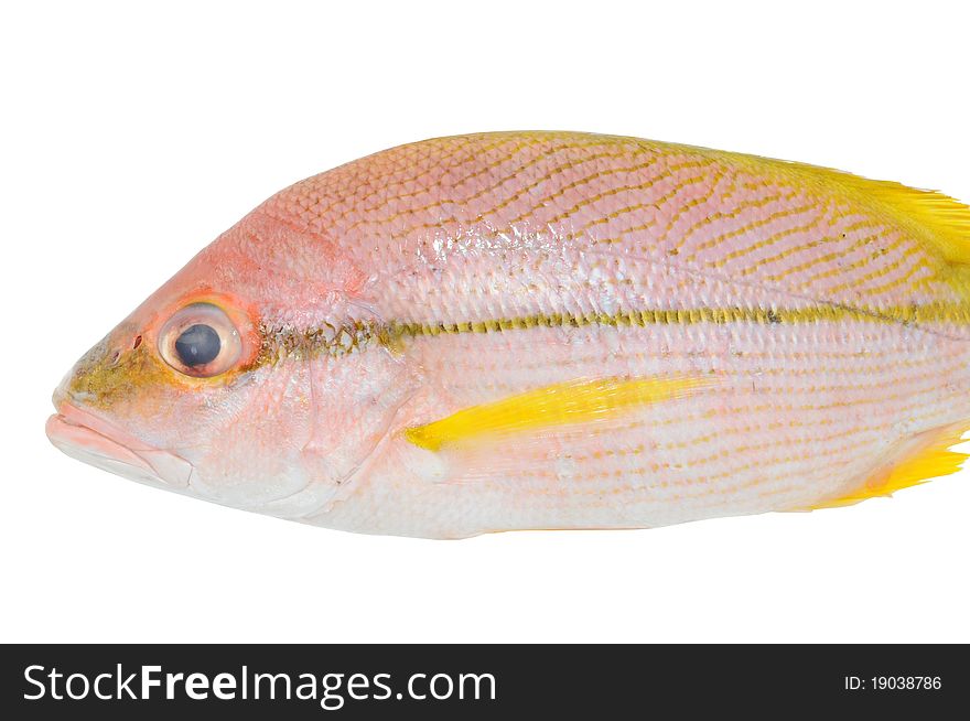 Closeup Of A Yellow Stripe Snapper Fish Isolated On White Background. Closeup Of A Yellow Stripe Snapper Fish Isolated On White Background