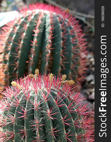 Globe cactus closeup with red spikes and yellow flowers.