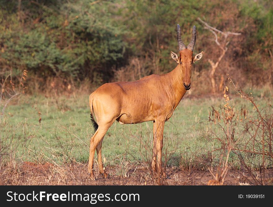 Jacksons Hartebeest male standing on the open savanna and looking toward the camera at Murchison Falls National Park in Uganda.