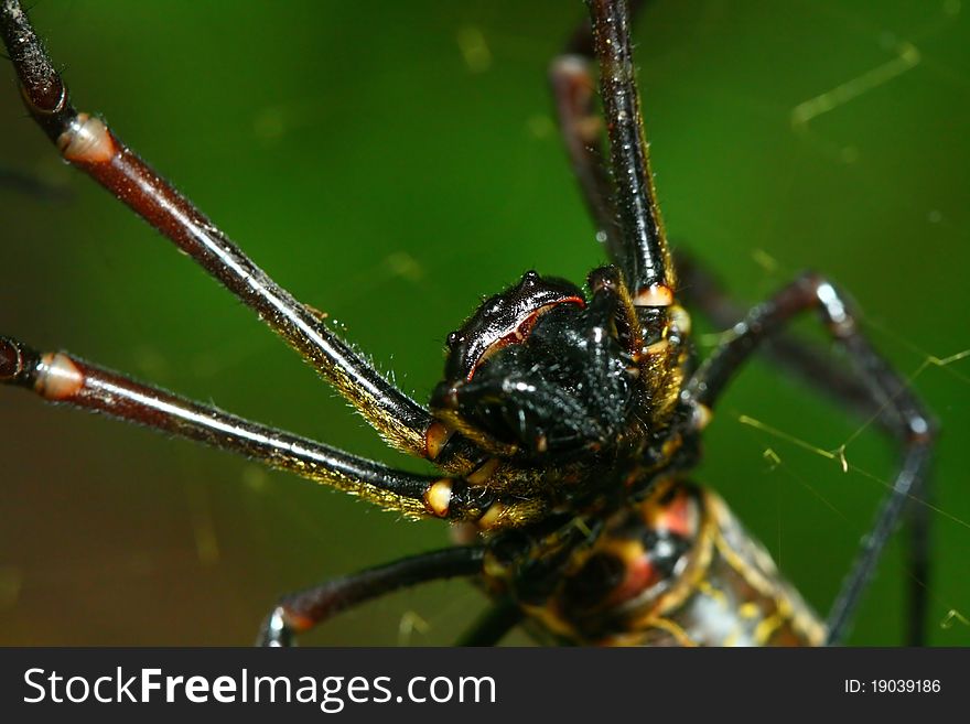 Close up of the batik orb web spider (Nephila antipodiana). Close up of the batik orb web spider (Nephila antipodiana)