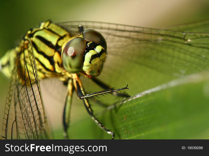 A green dragonfly (Orthetrum sabina)