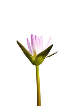Beautiful Purple Water Lilly Stock Photos