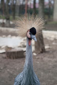Grey Crowned Crane Stock Photos Grey Crowned Crane Stock Photos