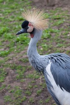 Grey Crowned Crane Royalty Free Stock Images Grey Crowned Crane Royalty Free Stock Images