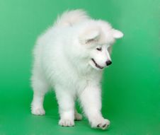 Samoyed Dog Stock Images Samoyed Dog Stock Images