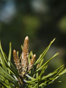 Close Up On Conifer Stock Photo Close Up On Conifer Stock Photo