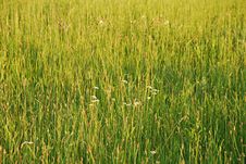 Meadow Spring Background Royalty Free Stock Photos Meadow Spring Background Royalty Free Stock Photos