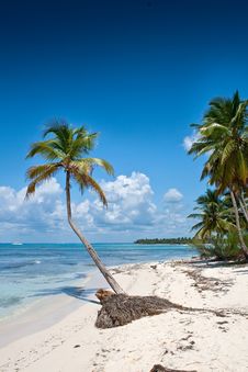 Green Palms On White Sand Beach Under Blue Sky Stock Photography Green Palms On White Sand Beach Under Blue Sky Stock Photography