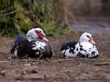 Duck And Drake On The Nature Stock Photography