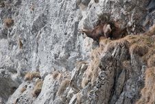 Mountain Goat Royalty Free Stock Photography