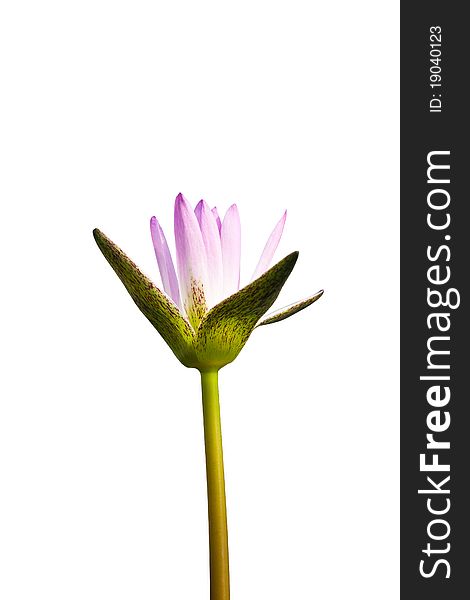 Beautiful purple water lilly on white background