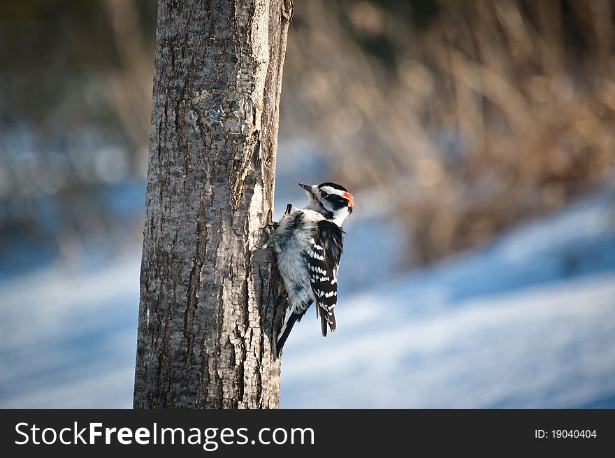 Downy Woodpecker on a Tree