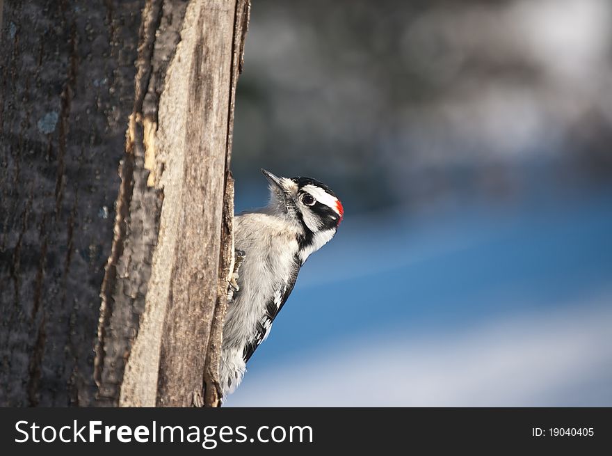 A downy woodpecker (Picoides pubescens) feeds on a dead tree trunk in winter. A downy woodpecker (Picoides pubescens) feeds on a dead tree trunk in winter.