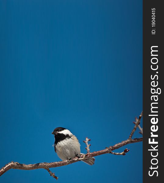 A Black-capped Chickadee holds a seed in its mouth while perching on a branch. A Black-capped Chickadee holds a seed in its mouth while perching on a branch.