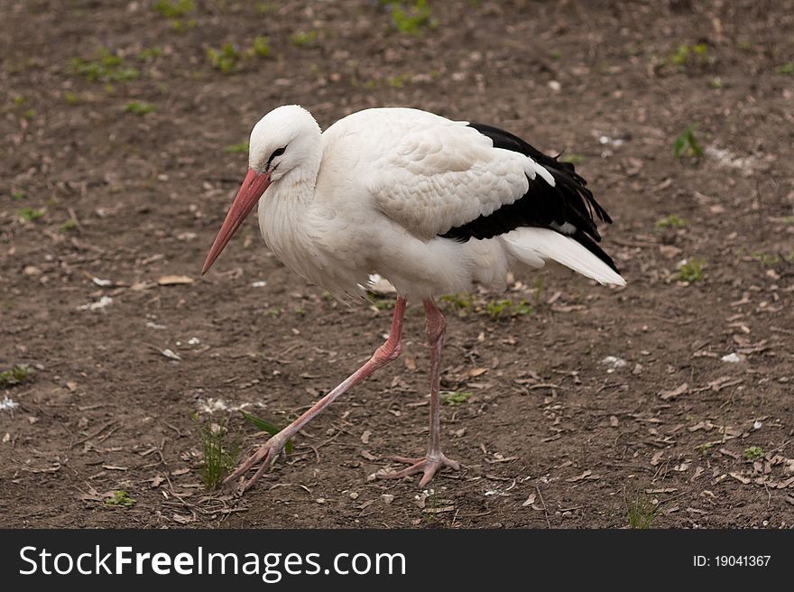 White stork at the zoo, searching for some food.