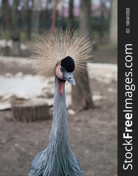 Beautiful portrait of Grey Crowned Crane bird in the zoo.