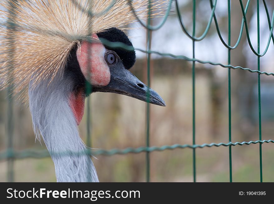Beautiful portrait of Grey Crowned Crane bird.