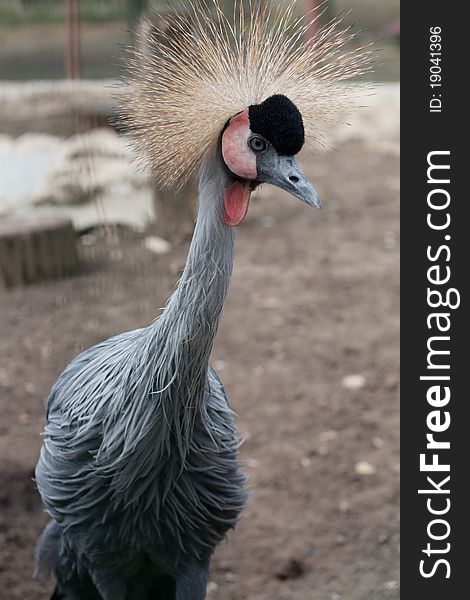 Beautiful portrait of Grey Crowned Crane bird.