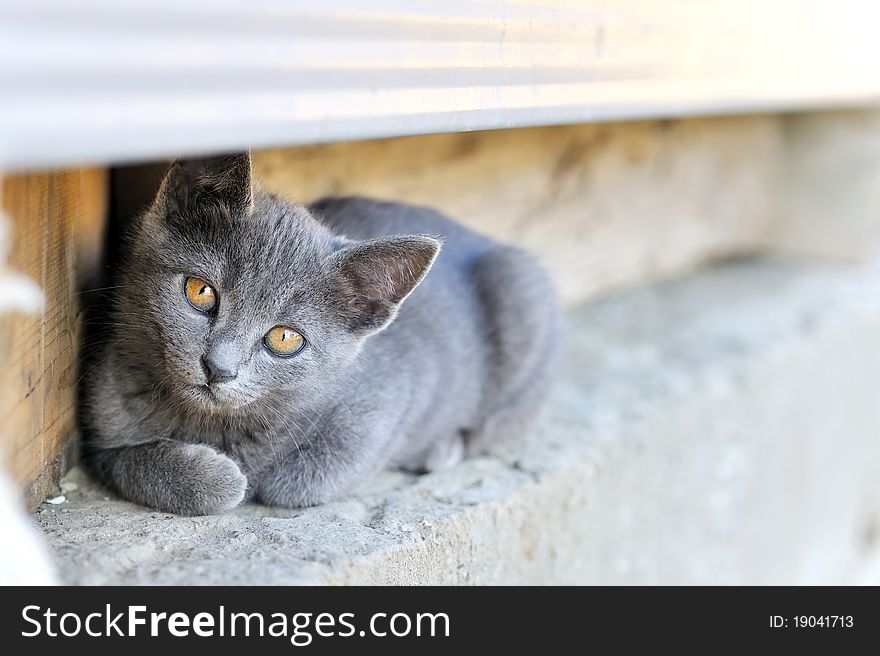 Curious cat sit inside of farm